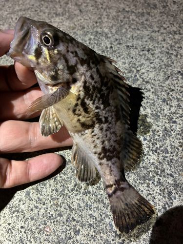 ソイの釣果