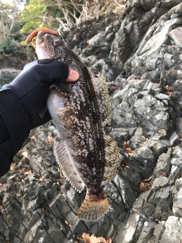 アイナメの釣果