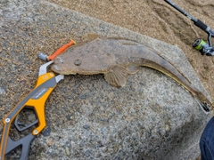 マゴチの釣果