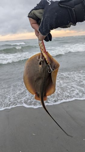 アカエイの釣果