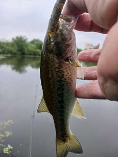 ラージマウスバスの釣果