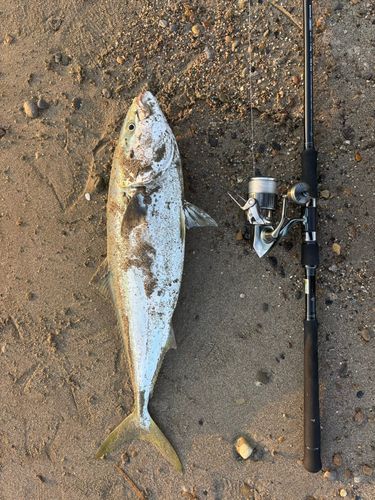 ワラサの釣果