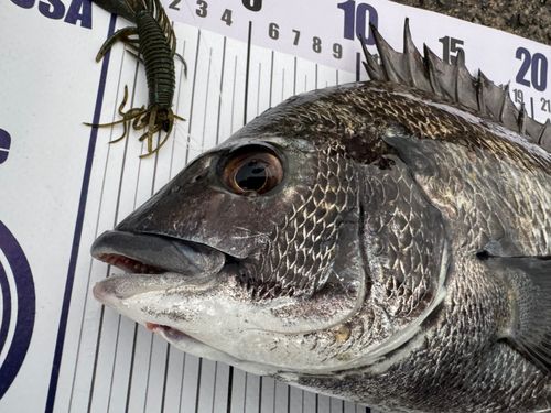 チヌの釣果