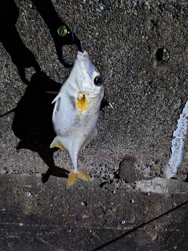 江戸川河口の釣果・釣り場情報【2026年最新】 - アングラーズ | 釣果
