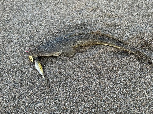 マゴチの釣果