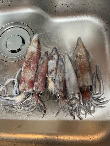 アカイカの釣果