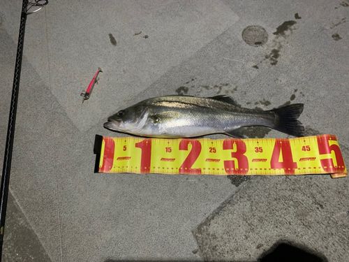 スズキの釣果