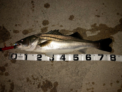 シーバスの釣果