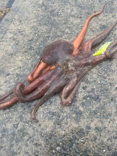 タコの釣果