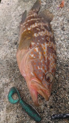 キジハタの釣果