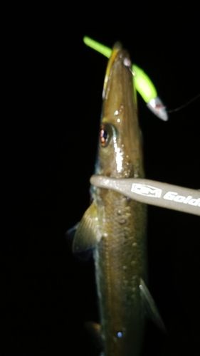 カマスの釣果