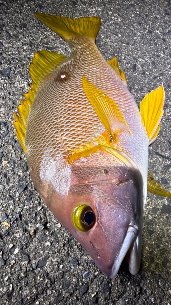 シブダイ・タマンの釣果写真