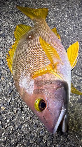 シブダイの釣果