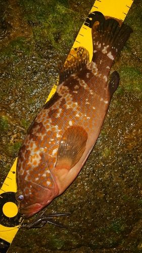キジハタの釣果