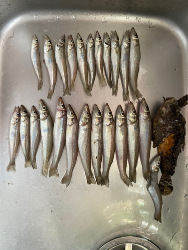キスの釣果