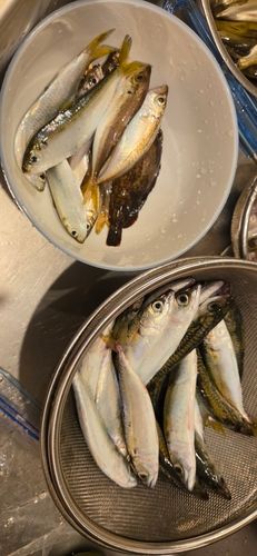 サバの釣果