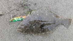 ソゲの釣果