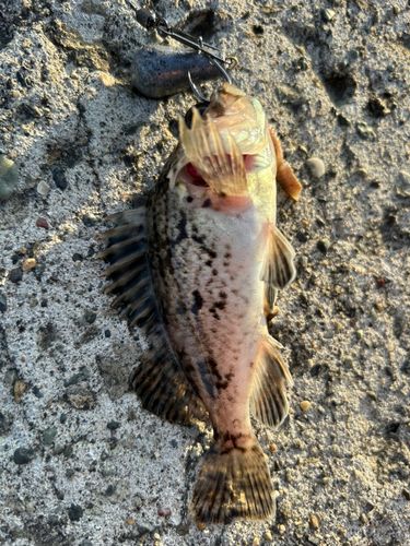 ソイの釣果