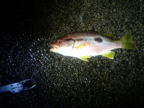 ヨコスジフエダイの釣果