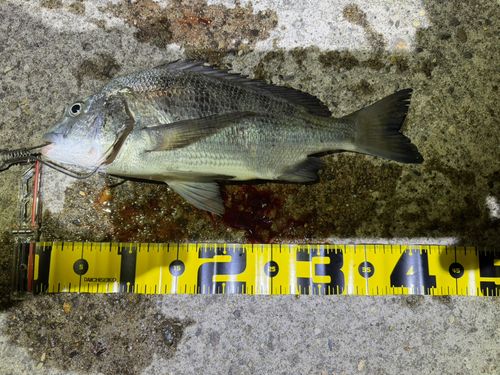 クロダイの釣果