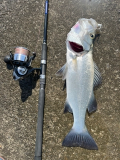 ヒラスズキの釣果