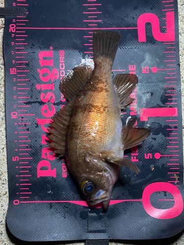 メバルの釣果