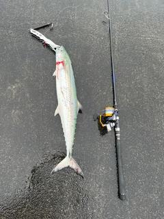 サワラの釣果