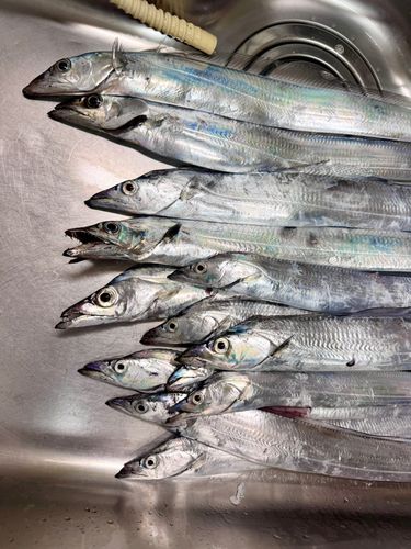 カンパチの釣果