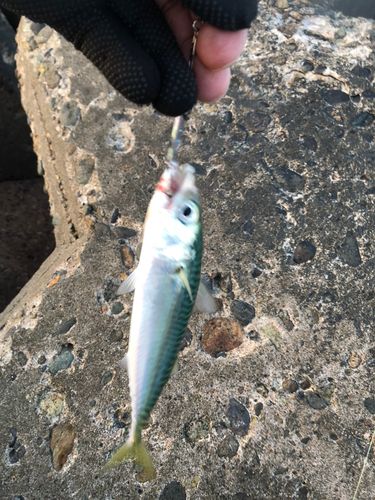 サバの釣果