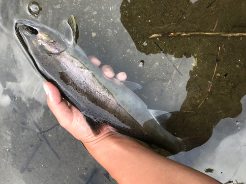 ヤマメの釣果