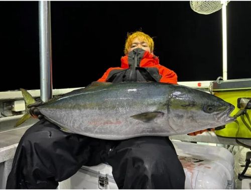 ブリの釣果