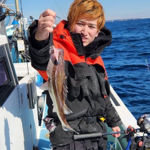 アラの釣果
