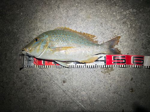 タマンの釣果