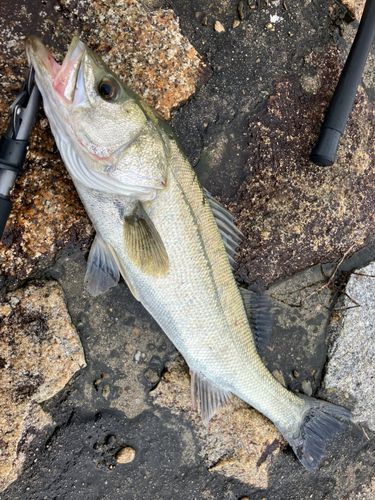 セイゴ（マルスズキ）の釣果