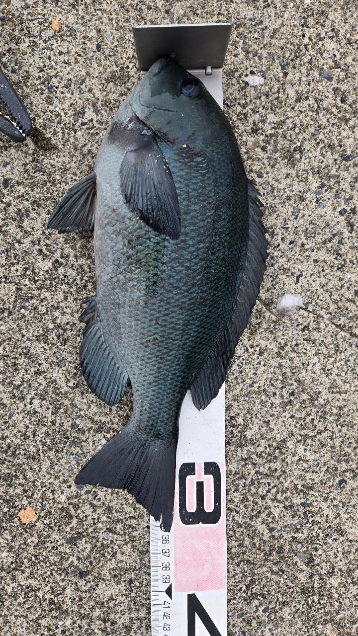 DAIWA 22トーナメント ISO LBD 3000XH-LBDの最安値・インプレ・釣果