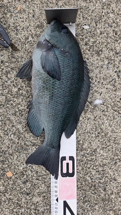 メジナの釣果