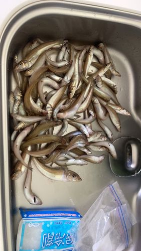 シロギスの釣果
