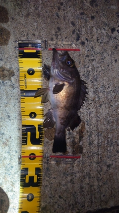 メバルの釣果