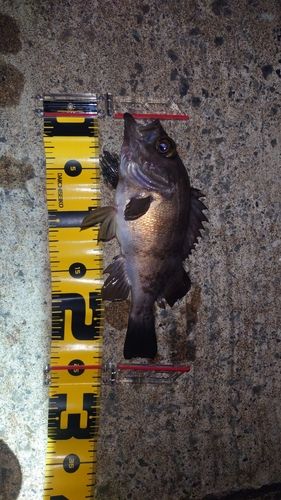 メバルの釣果