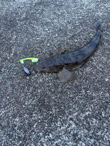 マゴチの釣果