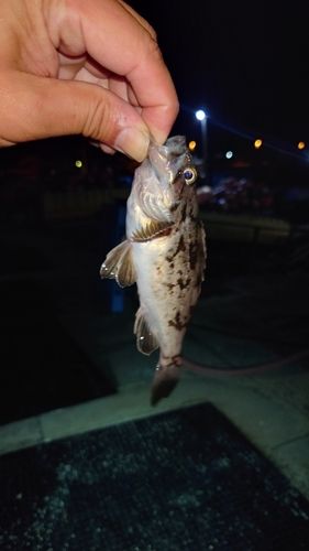ソイの釣果