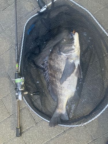 クロダイの釣果