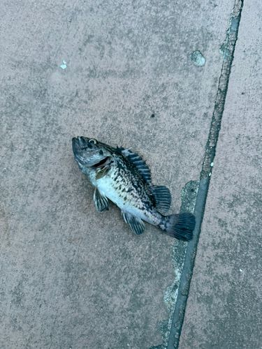 ソイの釣果