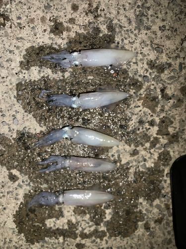 マメイカの釣果
