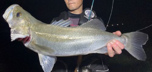 スズキの釣果