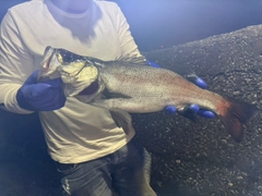 シーバスの釣果