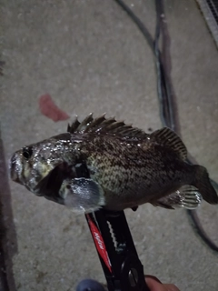 クロソイの釣果