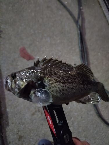 クロソイの釣果