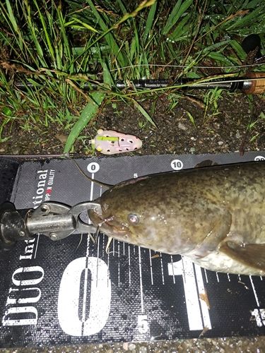 ナマズの釣果