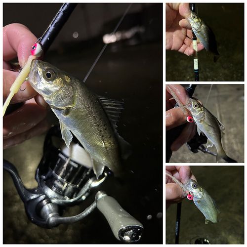 シーバスの釣果
